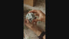 dice
